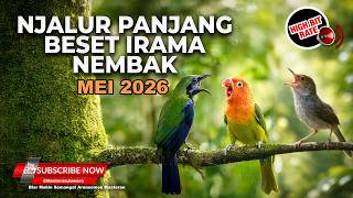 Download lagu 🔴 Live Cucak Cungkok Gacor Full Isian Vs Prenjak Tir Gacor vs Lovebird Gacor Isian Cililin Greja mp3