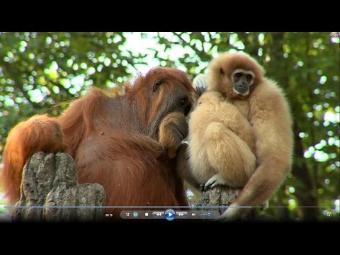 Orangutan Loves Gibbon Baby @ Cincinnati Zoo