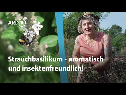 Top 3 der Strauchbasilikumsorten – wüchsig, blühfreudig und attraktiv für viele Insekten!  │Querbeet