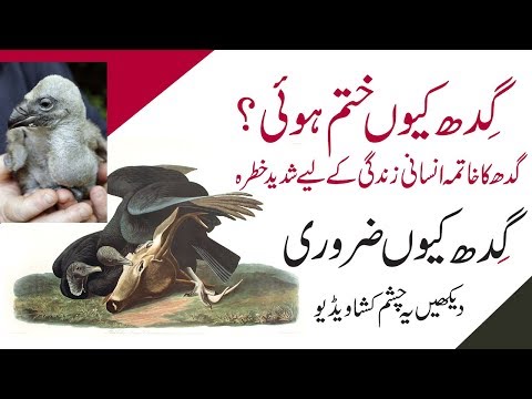 Why Vulture Disappeared in Pakistan? Gidh Pakistan se q Khatam hui?