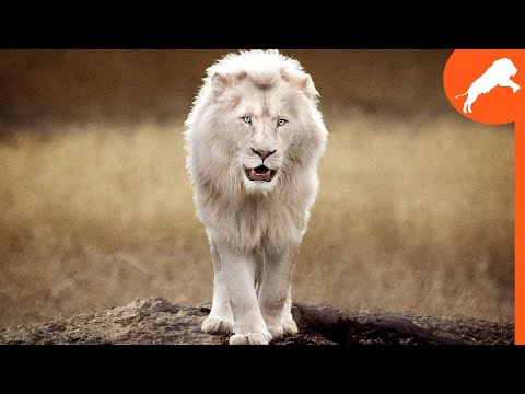 LEÃO BRANCO - IMPÉRIO SELVAGEM