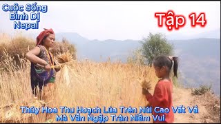 Tập 14 -Cuộc Sống Bình Dị Nepal-Thúy Hoa Thu Hoạch Lúa Trên Núi Cao Vất Vả Mà Vẫn Ngập Tràn Niềm Vui