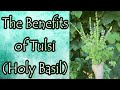 Benefits of Holy Basil (Tulsi)