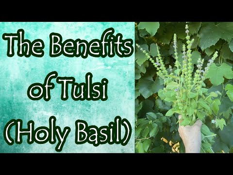 Benefits of Holy Basil (Tulsi)