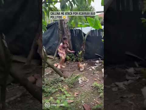 Gallina me ataca por agarrar sus pollitos 🐤