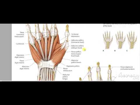 Hand muscles