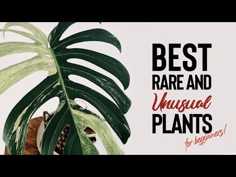 BEST Rare and Unusual Houseplants for BEGINNERS!
