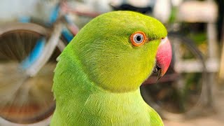 Mummy teaching mithu calling mummy papa