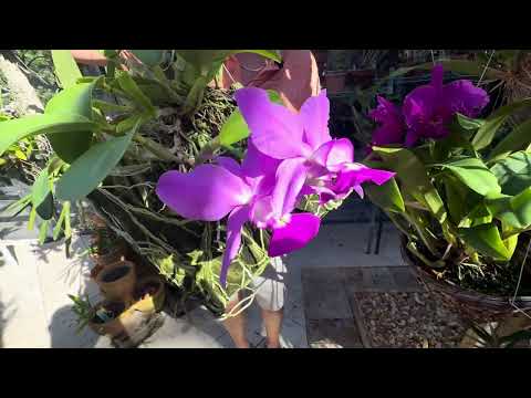 How I care for Cattleya  Classic (violacea x walkeriana)
