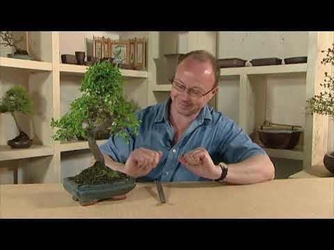Starting to repot a chinese elm - Lloyd Noall's Bonsai Lessons Volume 2