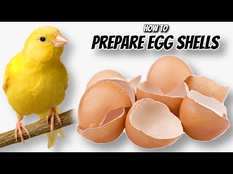 How to Prepare EGG SHELLS for a Birds Diet