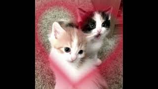 Cover art for Bad Habit sped up