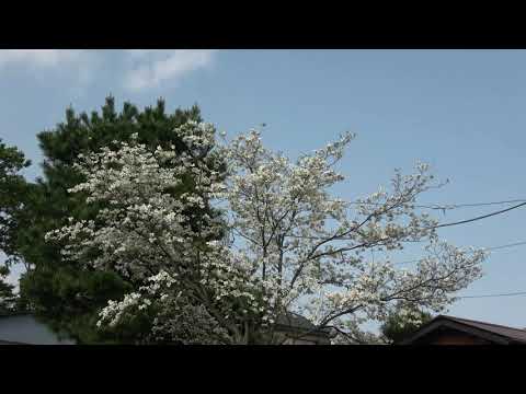 シベリアハナミズキ、紫ハナミズキ 植物