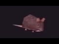 Rat Spinning To Hotline Bling 1 Hour