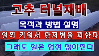 [텃밭농부 1,415]  고추 터널재배의 목적과 방법. 일찍 심어 탄저병을 피한다. #고추재배