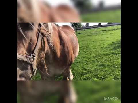 Jefke, the little white Brabander horse.