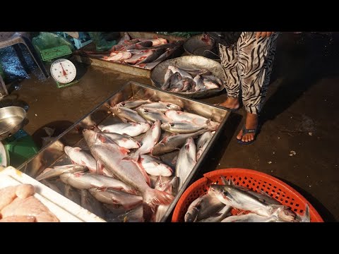 Early Morning Activities Vendors Buying Fish, SeaFood for Selling - Early Morning Fish Market Scene