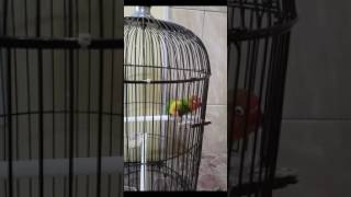 Download lagu Cara Bikin Lovebird Konslet mp3