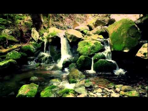 download lagu mp3 mp4 Laurissilva Forest Madeira, download lagu Laurissilva Forest Madeira gratis, unduh video klip Laurissilva Forest Madeira