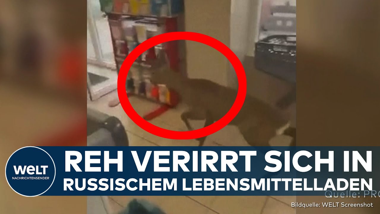 REHBOCK IN SUPERMARKT IN RUSSLAND: Verstörtes Tier irrt durch Gänge und braucht Hilfe!