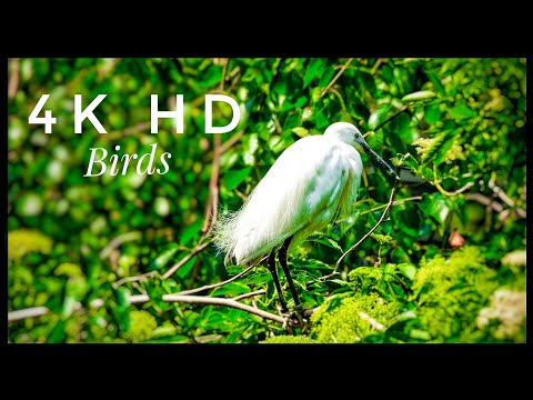 4K Amazing African Birds.-African Wildlife Video - HRS Beautiful Bird video-Ap TV
