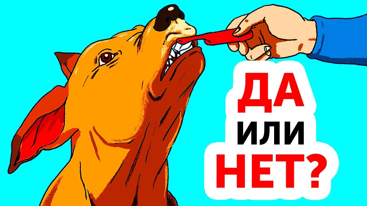Хороший хозяин никогда не будет делать этого со своей собакой