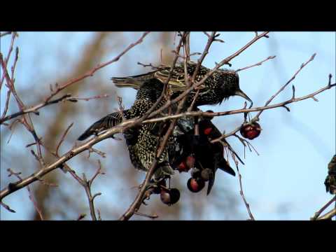 Death Metal Starlings