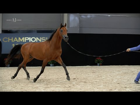 💠 RASHEEB 💠 World Top 10 Junior Colts, 2021 PARIS ARABIAN HORSE WORLD CHAMPIONSHIP