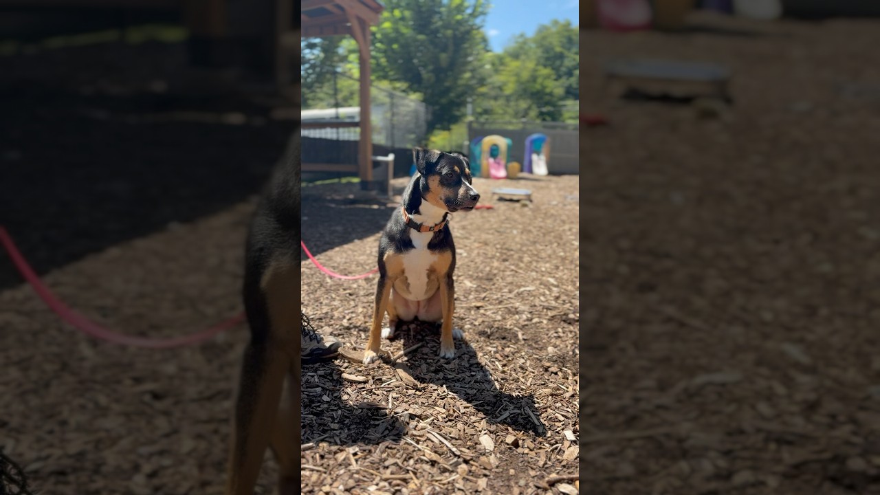 Enlarge Layla**, a Adoptable mixed breed in Briarcliff Manor, NY video 5/6