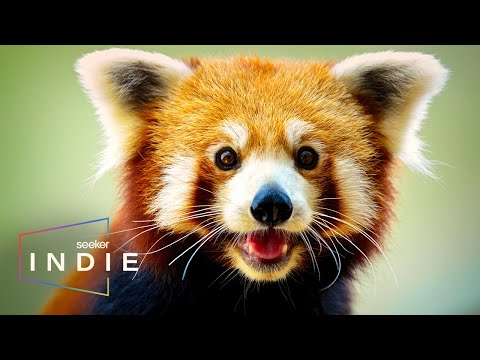 獨立短片。在尼泊爾尋找瀕臨滅絕的小熊貓 (Indie Short Film: Looking for Endangered Red Pandas in Nepal)