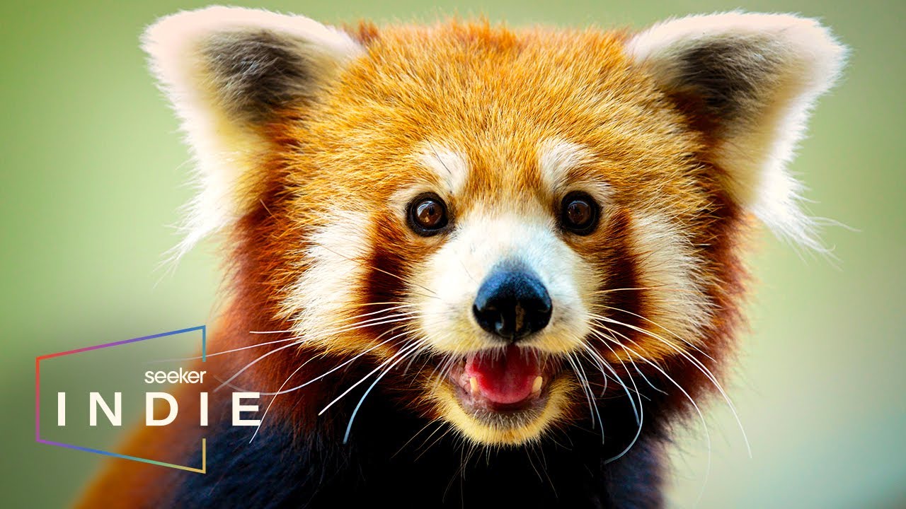 Indie Short Film: Looking for Endangered Red Pandas in Nepal