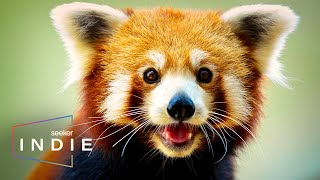 Indie Short Film: Looking for Endangered Red Pandas in Nepal