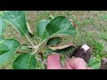 Golden Dorsett And Anna Apple Trees In Florida
