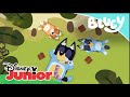 Bluey: La Isla Alfombra Disney Junior Oficial