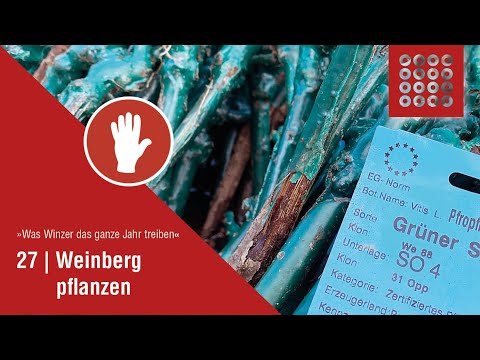 27 Weinberg Pflanzen