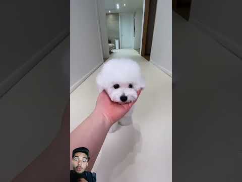 Cute🐶 pet baby dog 🐶in unique actions#subscribe #shorts #youtubeshorts #youtube #viralvideo#funny 😝😆