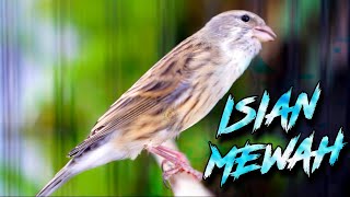 Download lagu MATERI ISIAN MEWAH JAWARA ! MASTERAN KENARI ISIAN BLACKTHROAT GACOR PALING DICARI #57 mp3