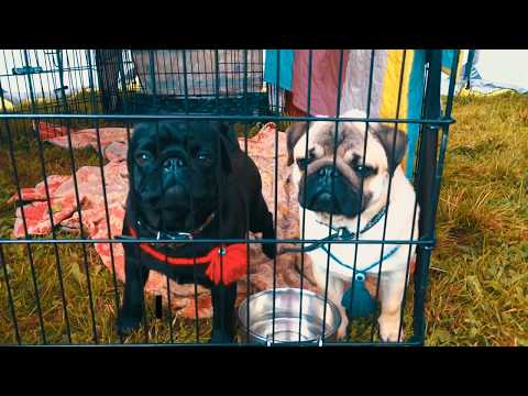 ŠILUTES ŠUNŲ PARODA 2017 (Dog Contest Parade)