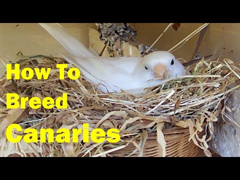 How to Breed Canaries A Complete Beginner’s Guide