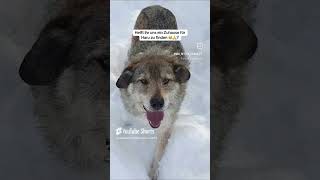 Haru - sie wird einfach nicht gesehen 💔 #vermittlung #dogs #dogshorts #tierliebe #tierschutz