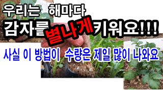 감자 심기, 우리는 해마다 감자를 별나게 재배해요. 사실 이 방법이 같은 조건에서 수량은 제일 많이 나와요.…