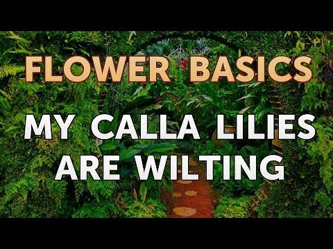 How to Get More Canna Lily Blooms