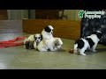 Malshi dogs for sale: Winnie - Video 1