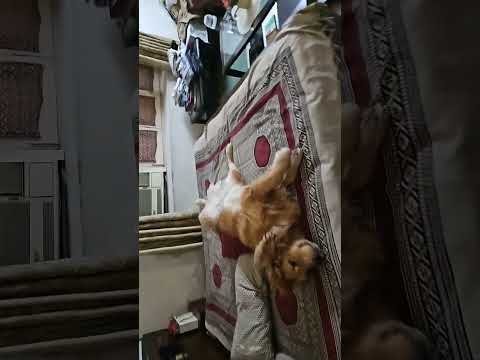 Sukhman,the Golden hooman....