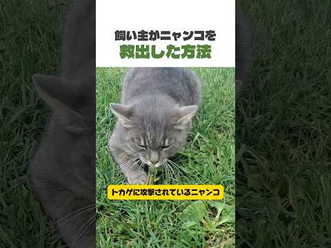 飼い主がニャンコを救出した方法​ #猫  #ねこ #ネコ