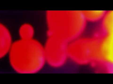 Carlos Corté$ - pegadito a la pared (VISUALIZADOR)