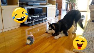 I Wanted a Dog, But God Gave Me a Comedian! 😂 Funny Dog Video Ever! #2 MQDEFAULT Thumbnail