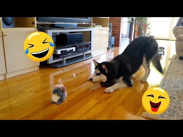 I Wanted a Dog, But God Gave Me a Comedian! 😂 Funny Dog Video Ever! #2 SDDEFAULT Thumbnail