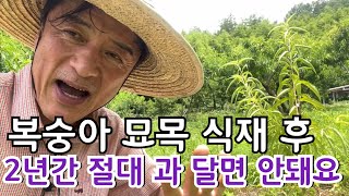복숭아 묘목 식재 후 2년간 절대 과 달면 안돼요