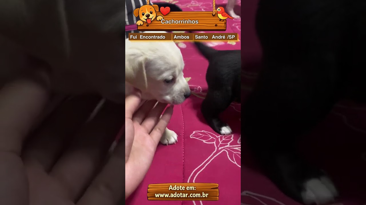Cachorro raça SRD-ViraLata idade Abaixo de 2 meses nome Cachorrinhos 